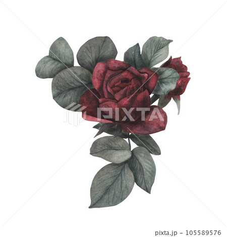 Dark gothic rose with leaves magical texture isolated on white background. Watercolor hand draw botanical sketch iIllustration. Art for design mystical halloween witch decoration, scary greeting card Dark gothic rose with leaves magical texture isolated on white background. Watercolor hand draw botanical sketch iIllustration. Art for design mystical halloween witch decoration, scary greeting card 105589576
