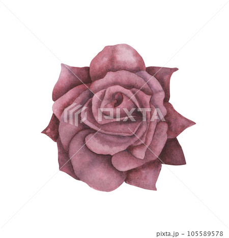 Dark gothic pink rose with magical texture isolated on white background. Watercolor hand drawn botanical sketch iIllustration. Art for design mystical halloween witch decoration, scary greeting card Dark gothic pink rose with magical texture isolated on white background. Watercolor hand drawn botanical sketch iIllustration. Art for design mystical halloween witch decoration, scary greeting card 105589578