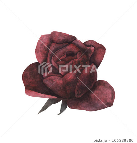 Dark gothic red rose with magical texture isolated on white background. Watercolor hand drawn botanical sketch iIllustration. Art for design mystical halloween witch decoration, scary greeting card Dark gothic red rose with magical texture isolated on white background. Watercolor hand drawn botanical sketch iIllustration. Art for design mystical halloween witch decoration, scary greeting card 105589580