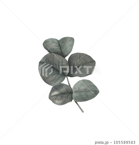 Dark gothic rose leaves with magical texture isolated on white background. Watercolor hand drawn botanical sketch iIllustration. Art for design mystical halloween witch decoration, scary greeting card Dark gothic rose leaves with magical texture isolated on white background. Watercolor hand drawn botanical sketch iIllustration. Art for design mystical halloween witch decoration, scary greeting card 105589583