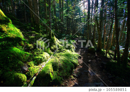 苔むした登山道 105589851