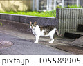 こちらを見つめる猫 105589905