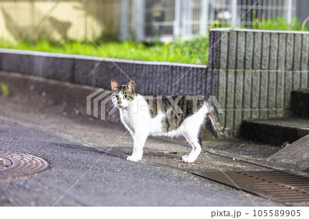こちらを見つめる猫 こちらを見つめる猫 105589905