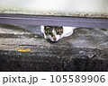 隙間から覗く猫 105589906