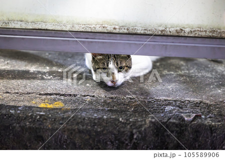 隙間から覗く猫 隙間から覗く猫 105589906