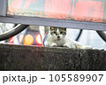 駐輪場で休憩している猫 105589907