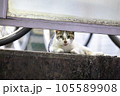 駐輪場でくつろぐ猫 105589908