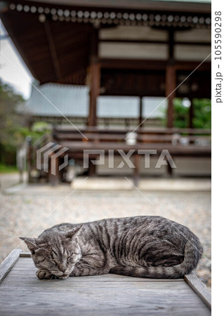梅宮大社の晩夏、人気の看板猫、ツキの眠る境内 梅宮大社の晩夏、人気の看板猫、ツキの眠る境内 105590298