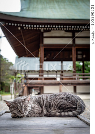 梅宮大社の晩夏、人気の看板猫、ツキの眠る境内 梅宮大社の晩夏、人気の看板猫、ツキの眠る境内 105590301