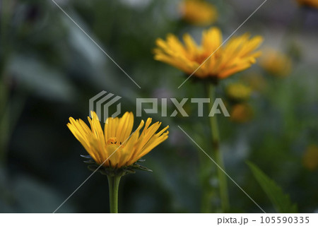 A large yellow flower. A flower similar to a sunflower. Yellow asters. 105590335