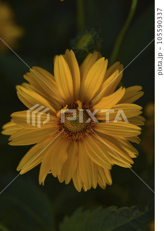 A large yellow flower. A flower similar to a sunflower. Yellow asters. A large yellow flower. A flower similar to a sunflower. Yellow asters. 105590337
