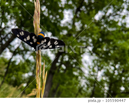 Black butterfly on a blade of grass against the background of forest. Close up. Black butterfly on a blade of grass against the background of forest. Close up. 105590447
