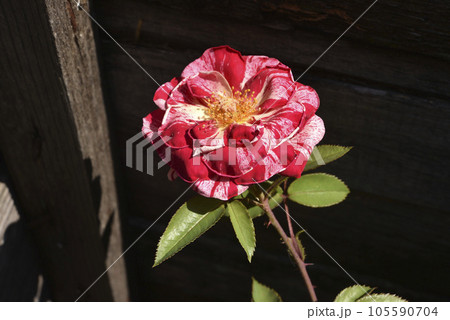 A red and white rose with speckles. A large tea rose. Red big rose flower. A red and white rose with speckles. A large tea rose. Red big rose flower. 105590704