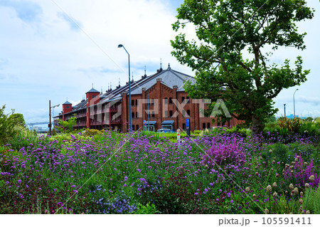 新港中央広場のカラフルな花壇と赤レンガ倉庫街 新港中央広場のカラフルな花壇と赤レンガ倉庫街 105591411