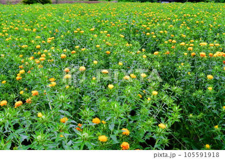 山形県 高瀬地区 紅花の里 紅花畑 山形県 高瀬地区 紅花の里 紅花畑 105591918