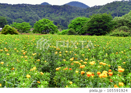 山形県 高瀬地区 紅花の里 紅花畑 山形県 高瀬地区 紅花の里 紅花畑 105591924