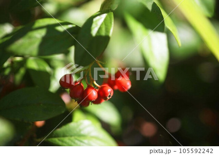 朝日に赤く染まる、チェッカーベリーの実 105592242