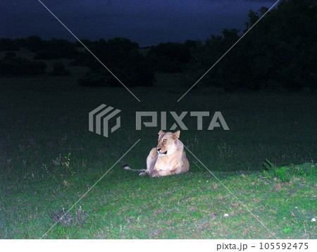 南アフリカ ポート・エリザベス 動物保護区 夜のスコティア・サファリ ライオン 南アフリカ ポート・エリザベス 動物保護区 夜のスコティア・サファリ ライオン 105592475