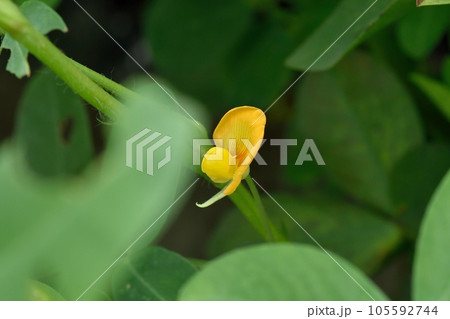 ラッカセイの花 ラッカセイの花 105592744
