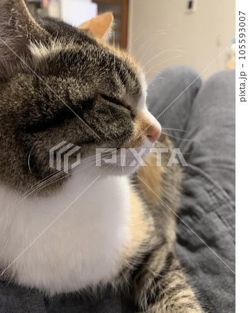 横顔が凛々しい猫 105593007