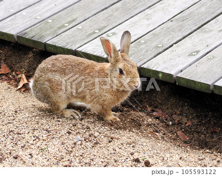 大久野島のウサギ 大久野島のウサギ 105593122