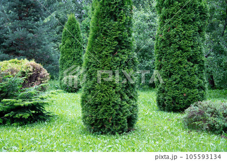 Beautiful garden with coniferous plants junipers, thuja firs Beautiful garden with coniferous plants junipers, thuja firs 105593134