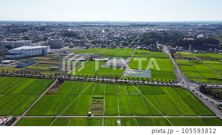 海老名の田園風景空撮・・水田が緑に覆われた 105593812
