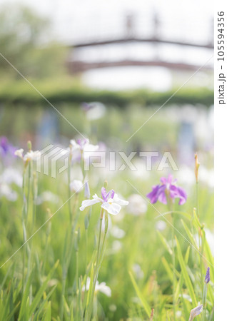 ハナショウブ ハナショウブ 105594356