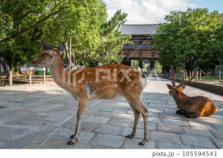 東大寺南大門前にたむろする鹿 105594541