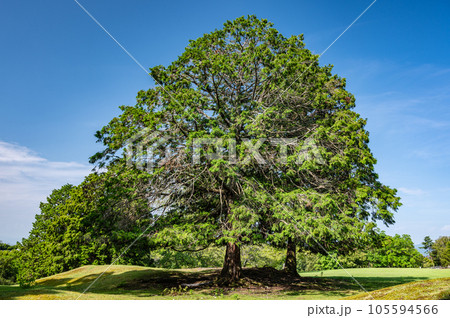 奈良公園飛火野園地の大木 奈良公園飛火野園地の大木 105594566