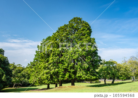奈良公園飛火野園地の大木 105594568