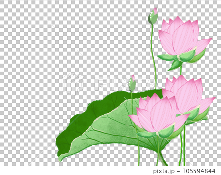 simple and beautiful big lotus flower 105594844
