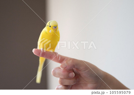 黄色インコ セキセイインコのハルクイン 鳥はいいぞの写真素材 [105595079] - PIXTA