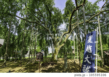 福井　足羽神社　シダレザクラ　福井県福井市 105595106