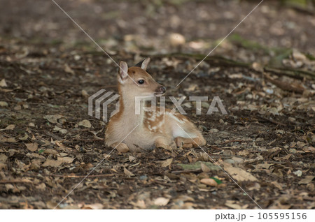 落ち葉の上に座る子鹿 奈良公園 落ち葉の上に座る子鹿 奈良公園 105595156