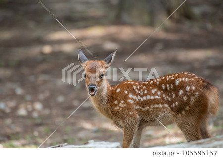 子鹿　奈良公園 105595157