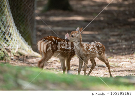 子鹿 奈良公園 子鹿 奈良公園 105595165