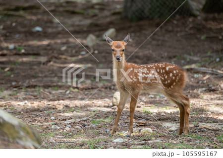 子鹿 奈良公園 子鹿 奈良公園 105595167