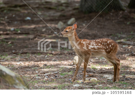 子鹿 奈良公園 子鹿 奈良公園 105595168