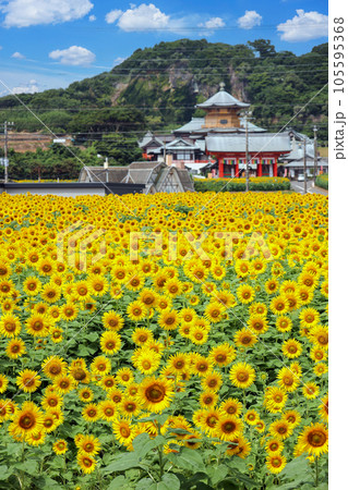 ひまわり畑と満願寺(縦) ひまわり畑と満願寺(縦) 105595368