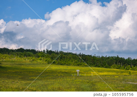 初夏の田代山湿原 105595756