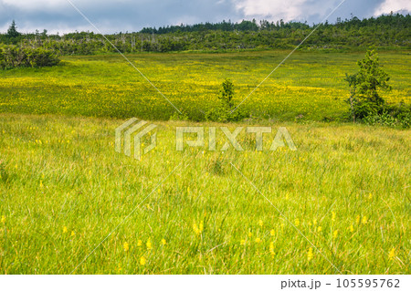 初夏の田代山湿原 105595762