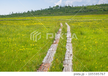 初夏の田代山湿原 初夏の田代山湿原 105595767