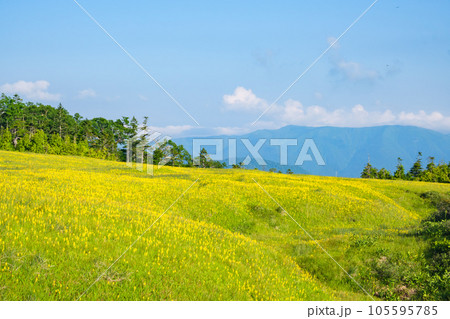 初夏の田代山湿原 初夏の田代山湿原 105595785