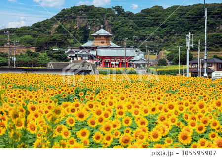 向日葵畑と満願寺 105595907