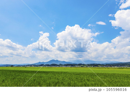 蔵王と田園風景 105596016
