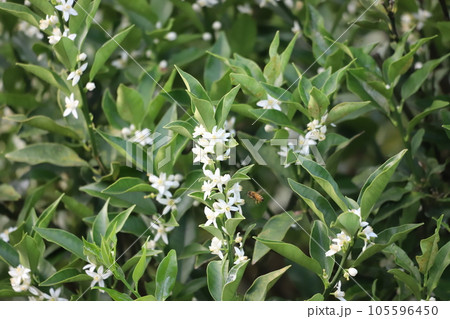 キンカンの花にミツバチが寄ってきたところ 105596450
