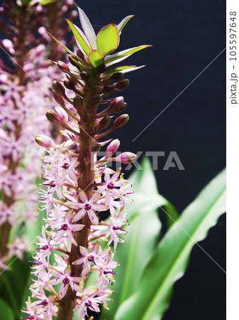 ホシオモトの花 ホシオモトの花 105597648