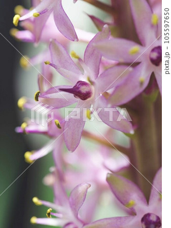 ホシオモトの花アップ 105597650