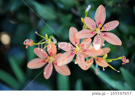 ヒオウギの花 105597657
